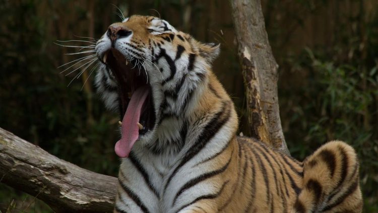 Lowongan Kerja Memberi Makan Harimau di Safari China Dengan Gaji Rp110 Juta