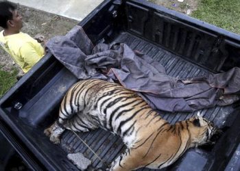 Teror Harimau, Bocah Selamatkan Ayahnya dari Serangan Banteng