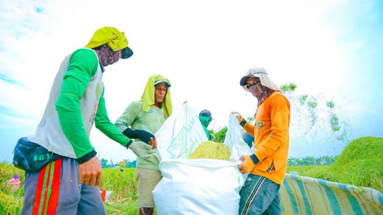 Kebijakan Pangan Prabowo Dinilai DPR Meningkatkan Kesejahteraan Petani