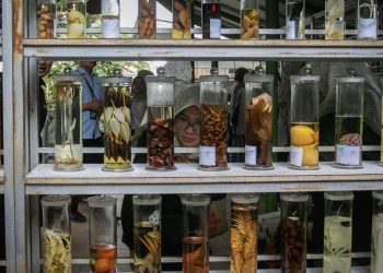 Wisata Medis Hortus Medicus, Destinasi Tanaman Obat Autentik Indonesia