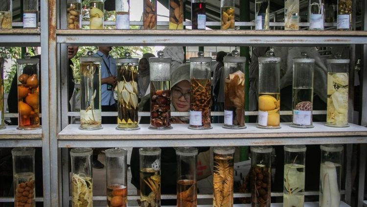 Wisata Medis Hortus Medicus, Destinasi Tanaman Obat Autentik Indonesia