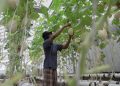 Pemberdayaan Pemulung dengan Kebun Melon Sistem Hidroponik