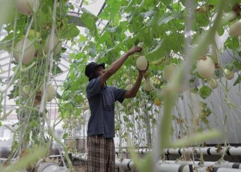 Pemberdayaan Pemulung dengan Kebun Melon Sistem Hidroponik