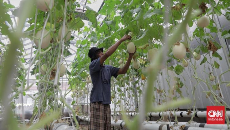 Pemberdayaan Pemulung dengan Kebun Melon Sistem Hidroponik