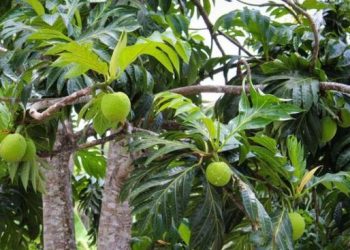 Buah Antipetaka Yang Viral Dimakan Mentah Tiru Tradisi Leluhur Eropa