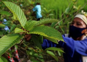 Ekspor 4000 Ton Daun Surga ke AS dan Khasiatnya di Indonesia