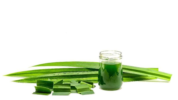 7 Manfaat Menakjubkan Daun Pandan untuk Kesehatan Anda