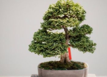 9 Tanaman Hias dalam Rumah yang Membawa Keberuntungan Menurut Feng Shui