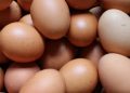 4 Alasan Mengapa Telur Sebaiknya Dikukus Daripada Direbus