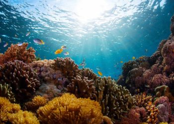 Fenomena Langka di Laut Alor Penyebab Ikan-Ikan Pingsan