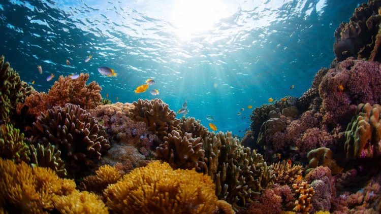 Fenomena Langka di Laut Alor Penyebab Ikan-Ikan Pingsan