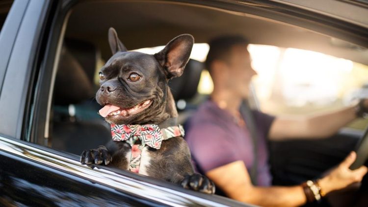 Berkendara Sambil Membawa Anjing di Inggris Akan Kena Denda Rp109 Juta