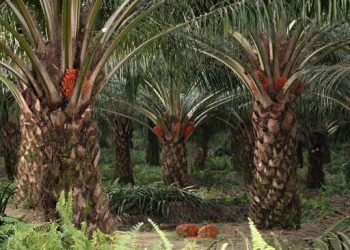 Tanaman Yang Diabaikan Warga RI Ternyata Menyimpan Harta Karun Berharga