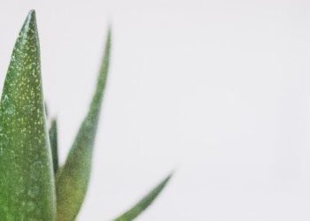 8 Makanan Kaya Kolagen yang Bisa Mencegah Penuaan Dini dan Terbukti Efektif