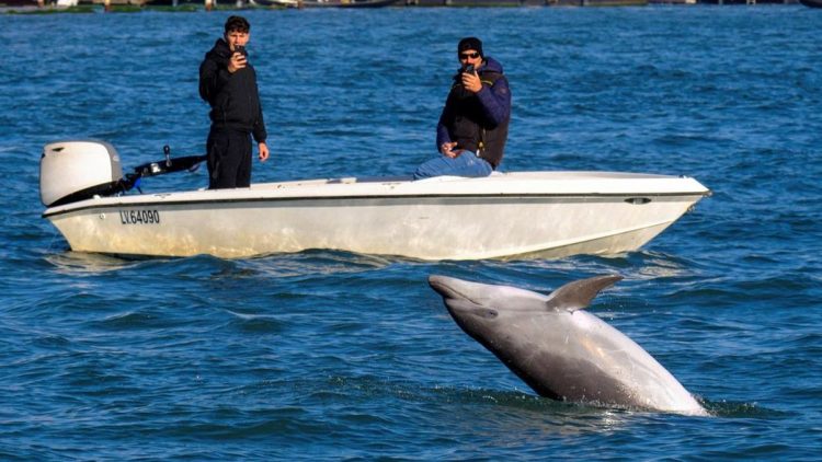 Lumba-lumba Mimmo Tersesat Kini Jadi Bintang di Venesia