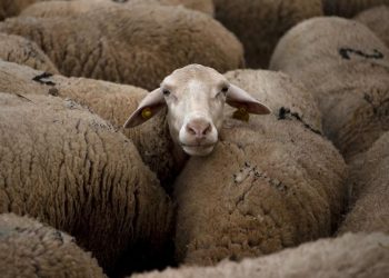 Rating Sempurna Host Airbnb Terancam Karena Ulasan Konyol Suara Domba