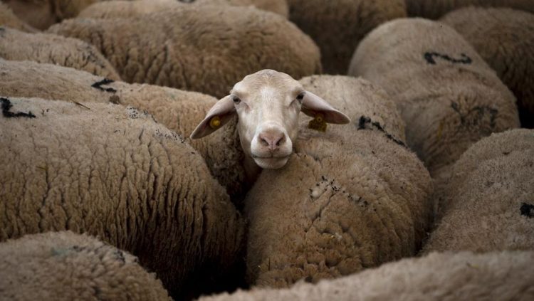 Rating Sempurna Host Airbnb Terancam Karena Ulasan Konyol Suara Domba