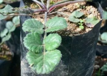 Ikan Napoleon Bibir Tebal dan Senjata Vitalitas Pria yang Ada di Indonesia