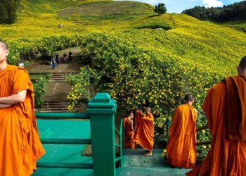 Keindahan Hamparan Bunga Matahari di Thailand yang Memikat
