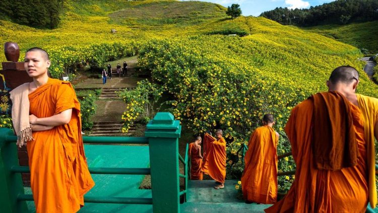 Keindahan Hamparan Bunga Matahari di Thailand yang Memikat