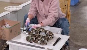 Cuaca Ekstrem di China Mengganggu Pertumbuhan Kepiting Berbulu