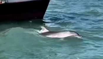 Aksi Lumba-lumba Menarik Perhatian Wisatawan di Venesia