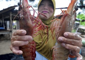 Kepala Udang Bisa Dimakan? Manfaat dan Risiko yang Perlu Diketahui