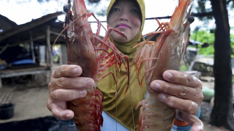 Kepala Udang Bisa Dimakan? Manfaat dan Risiko yang Perlu Diketahui