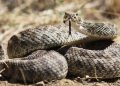 10 Suara yang Menandakan Ada Ular di Sekitarmu