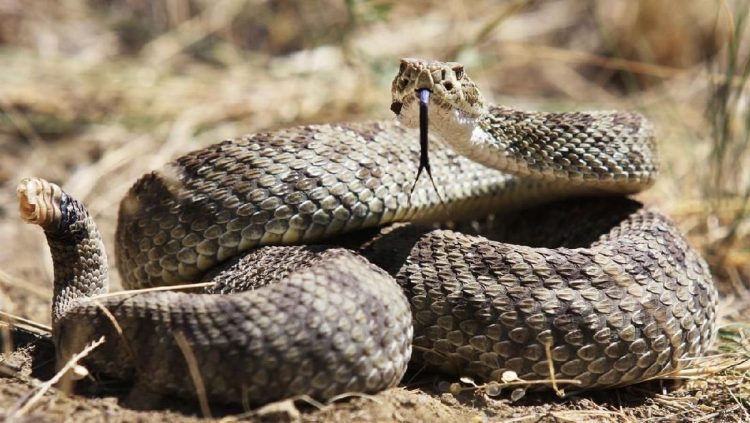 10 Suara yang Menandakan Ada Ular di Sekitarmu