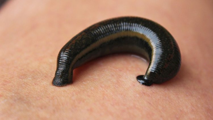 Mimisan Berhari-hari, Lintah Ditemukan Bersarang di Hidung Pria