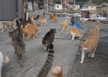 5 Kota di Dunia yang Dijuluki Surganya Kucing untuk Para Pecinta Kucing