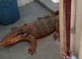 10 Metode Aman Mengusir Biawak di Rumah Saat Musim Hujan