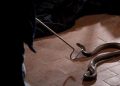9 Tanda Adanya Ular di Rumah dan Cara Mencegahnya