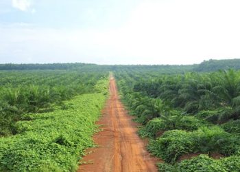 Pohon Ini Dulu Diabaikan Warga RI, Sekarang Mendapat Perhatian Besar