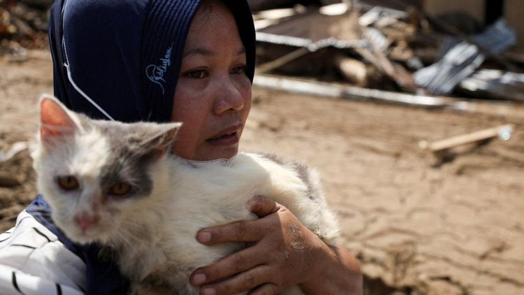 Kisah Cinta Kucing dan Pemilik di Tengah Bencana Sumatera