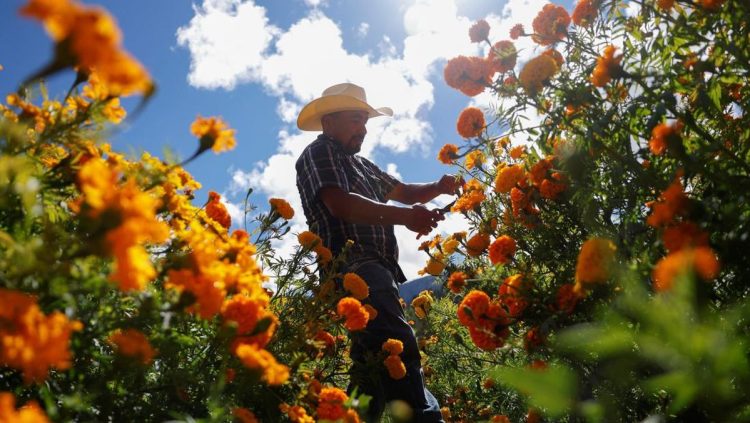 Panduan Mudah Menanam Bunga untuk Pemula