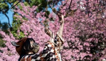 Waktu Mekarnya Bunga Sakura di Jepang Tahun Depan Diumumkan