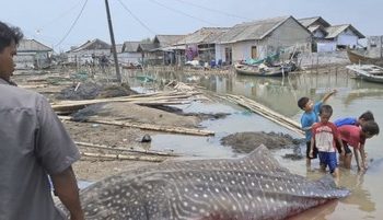 Hiu Tutul Terlihat di Pantai Purworejo dengan Panjang 4 Meter dan Berat 1 Ton