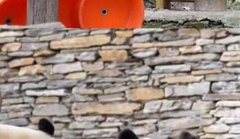 Induk Panda Yang Gemas Menyelesaikan Perkelahian Antara Dua Bayi Kembarnya