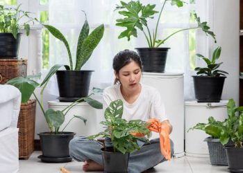 Rekomendasi 5 Tanaman Hias Pembawa Hoki di Tahun 2026