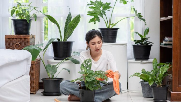 Rekomendasi 5 Tanaman Hias Pembawa Hoki di Tahun 2026