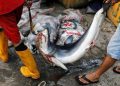 10 Ikan Tinggi Merkuri yang Sering Dikonsumsi oleh Warga Indonesia
