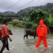Banjir Pulau Jemaja Anambas Evakuasi Ternak Oleh BPBD