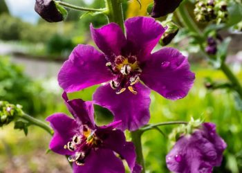 Taman Rumah Semakin Estetik, 7 Bunga yang Diprediksi Populer 2026