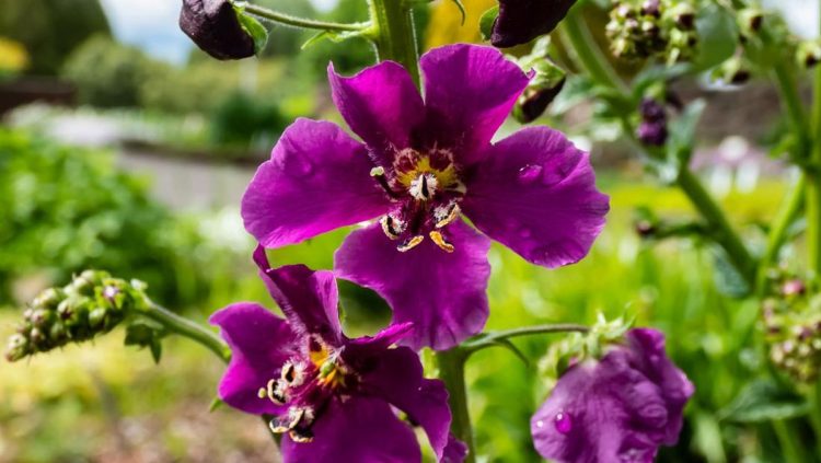 Taman Rumah Semakin Estetik, 7 Bunga yang Diprediksi Populer 2026