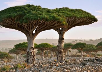Ratusan Turis Terjebak di Pulau Socotra Karena Ketegangan UEA dan Saudi