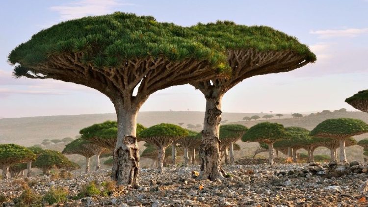 Ratusan Turis Terjebak di Pulau Socotra Karena Ketegangan UEA dan Saudi