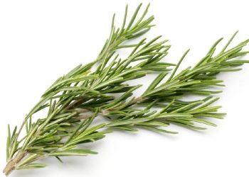 7 Resep Rebusan Daun untuk Turunkan Gula Darah