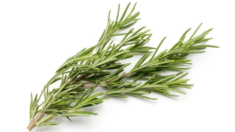 7 Resep Rebusan Daun untuk Turunkan Gula Darah